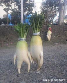 萝卜的搞笑图片,爆笑搞笑图片大盘点  第2张